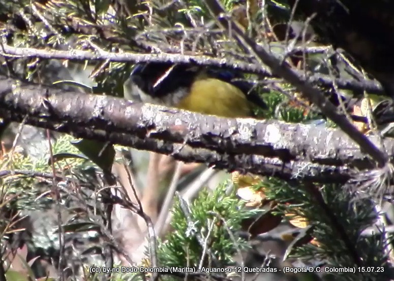 Buff-breasted Mountain Tanager - ML596484591