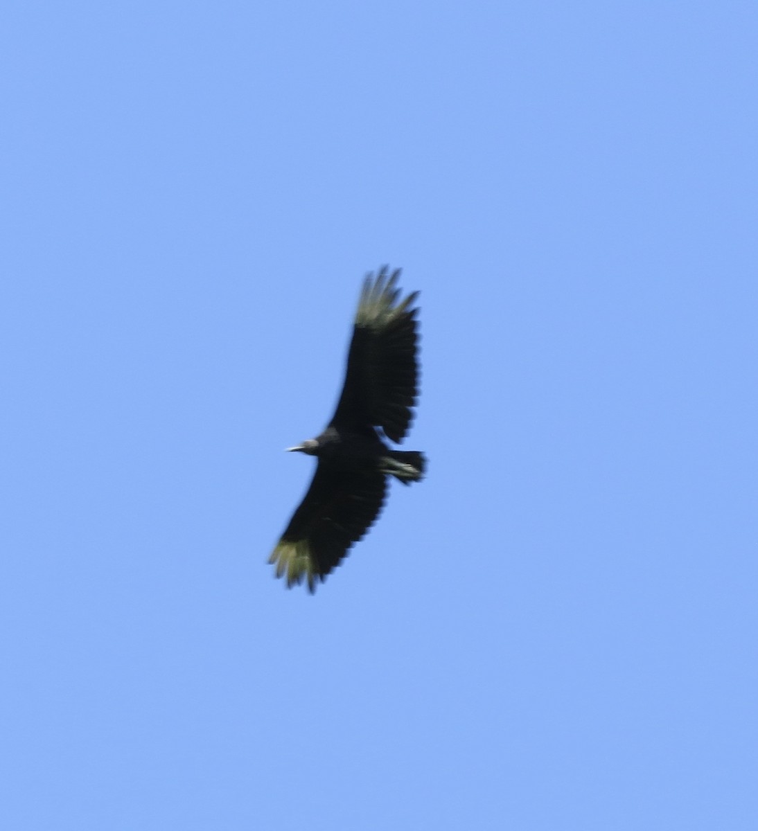 Black Vulture - ML596492311