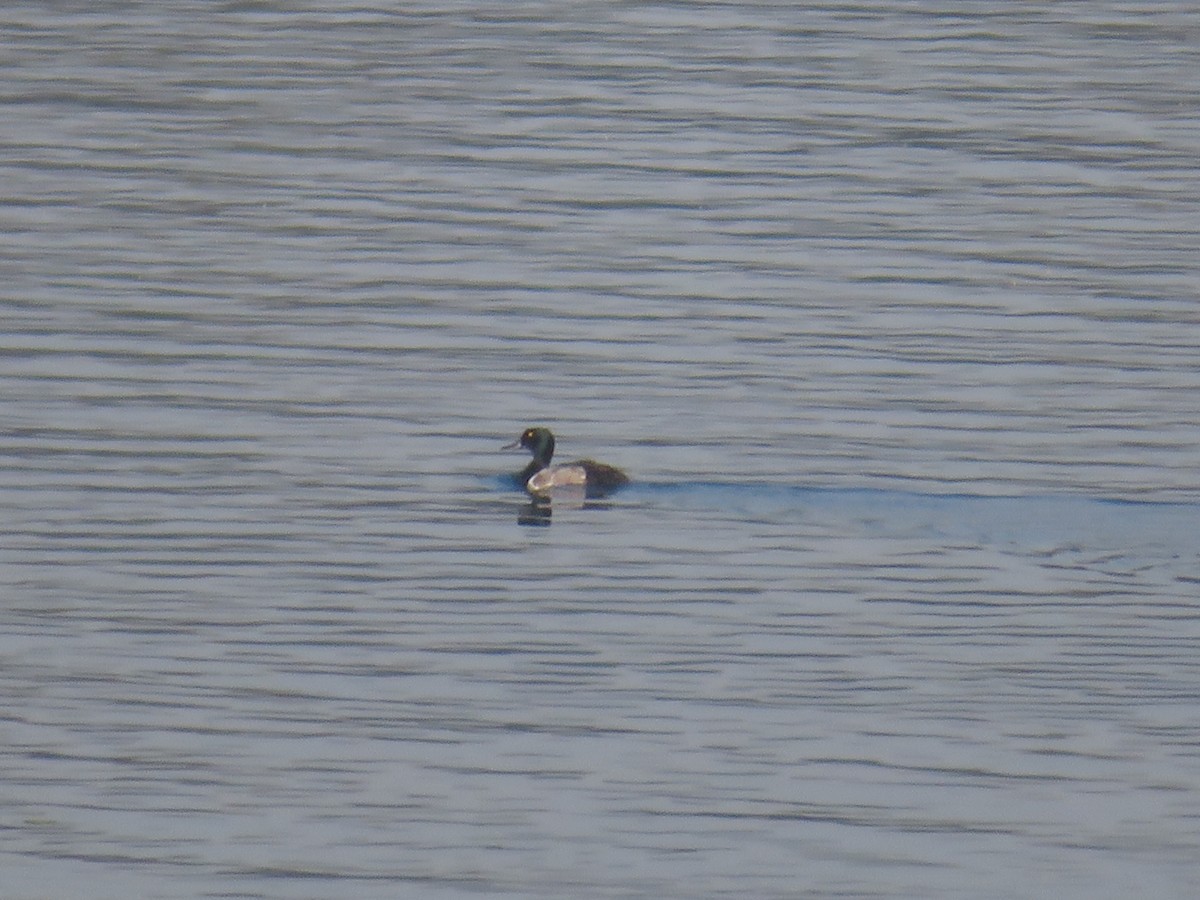 Greater Scaup - ML596493521