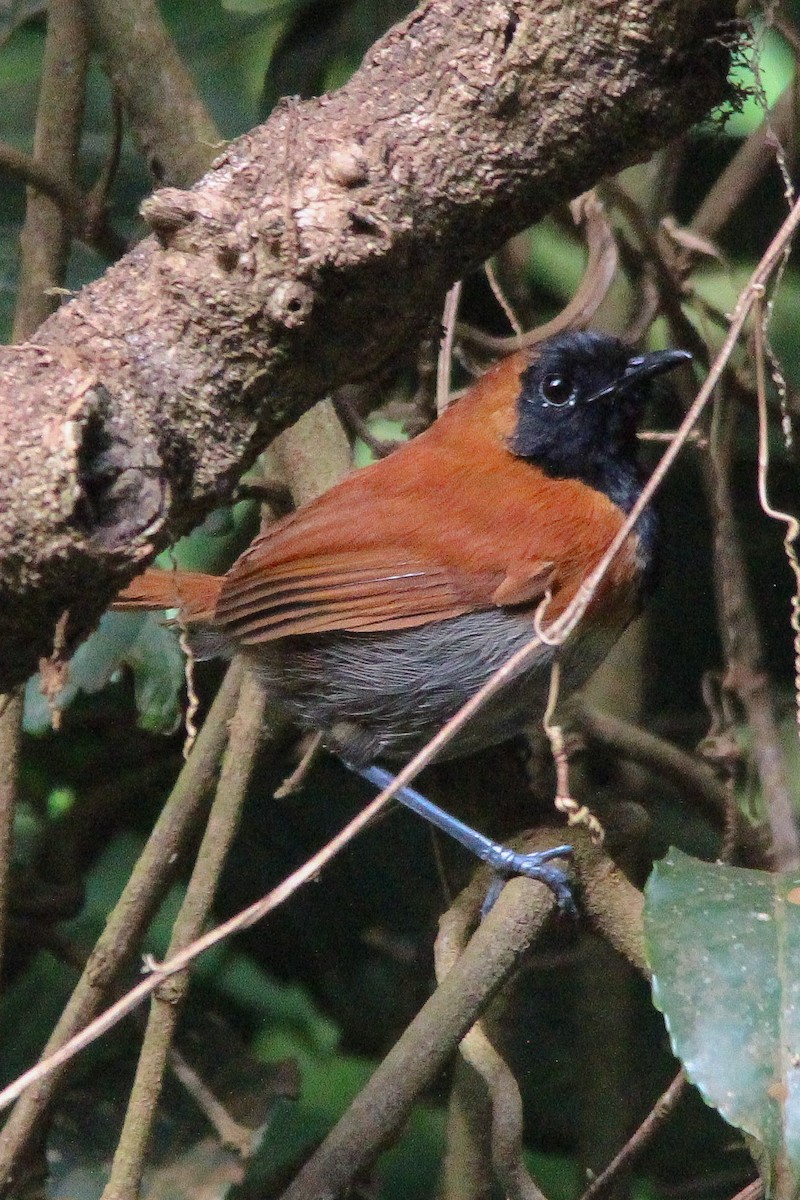 Black-faced Rufous-Warbler - ML596493601