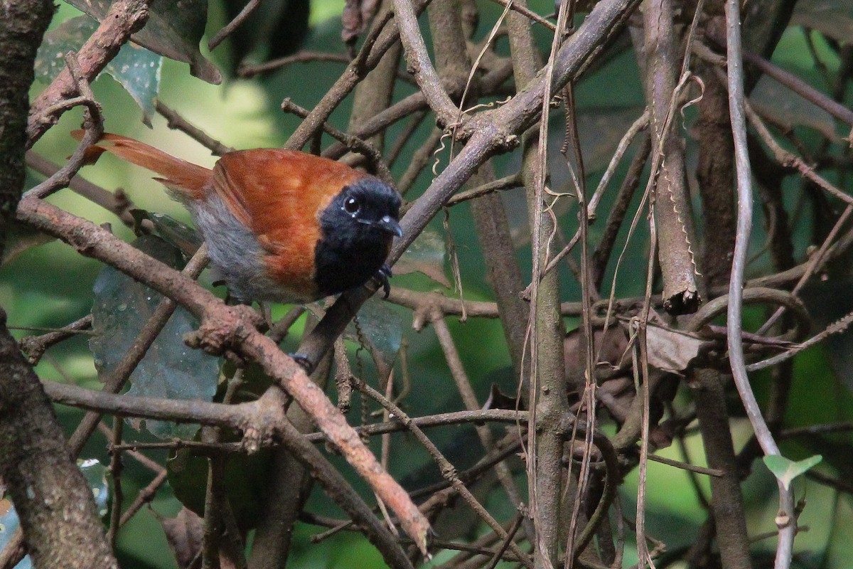 Black-faced Rufous-Warbler - ML596493611