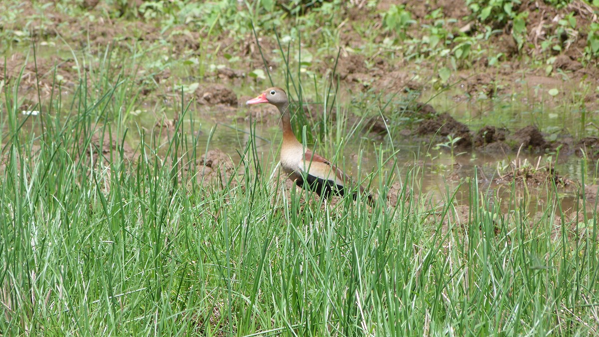 Black-bellied Whistling-Duck - Jean Sira