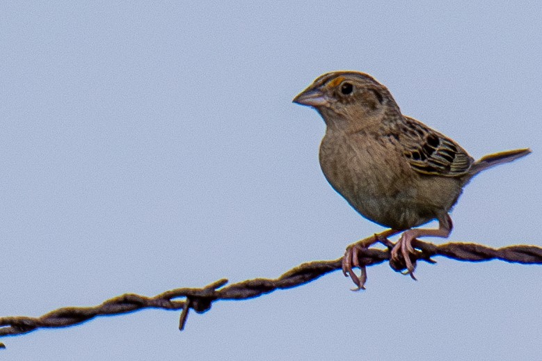 Grasshopper Sparrow - ML596496141