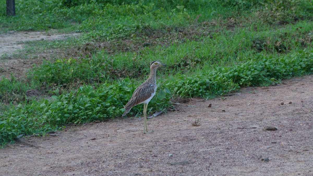 Double-striped Thick-knee - Jean Sira