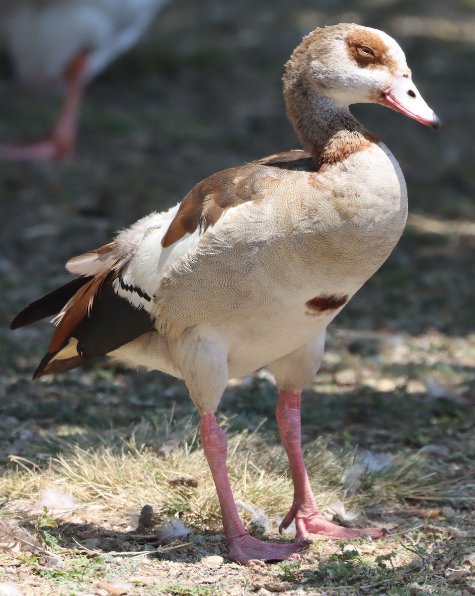 Egyptian Goose - ML596500601