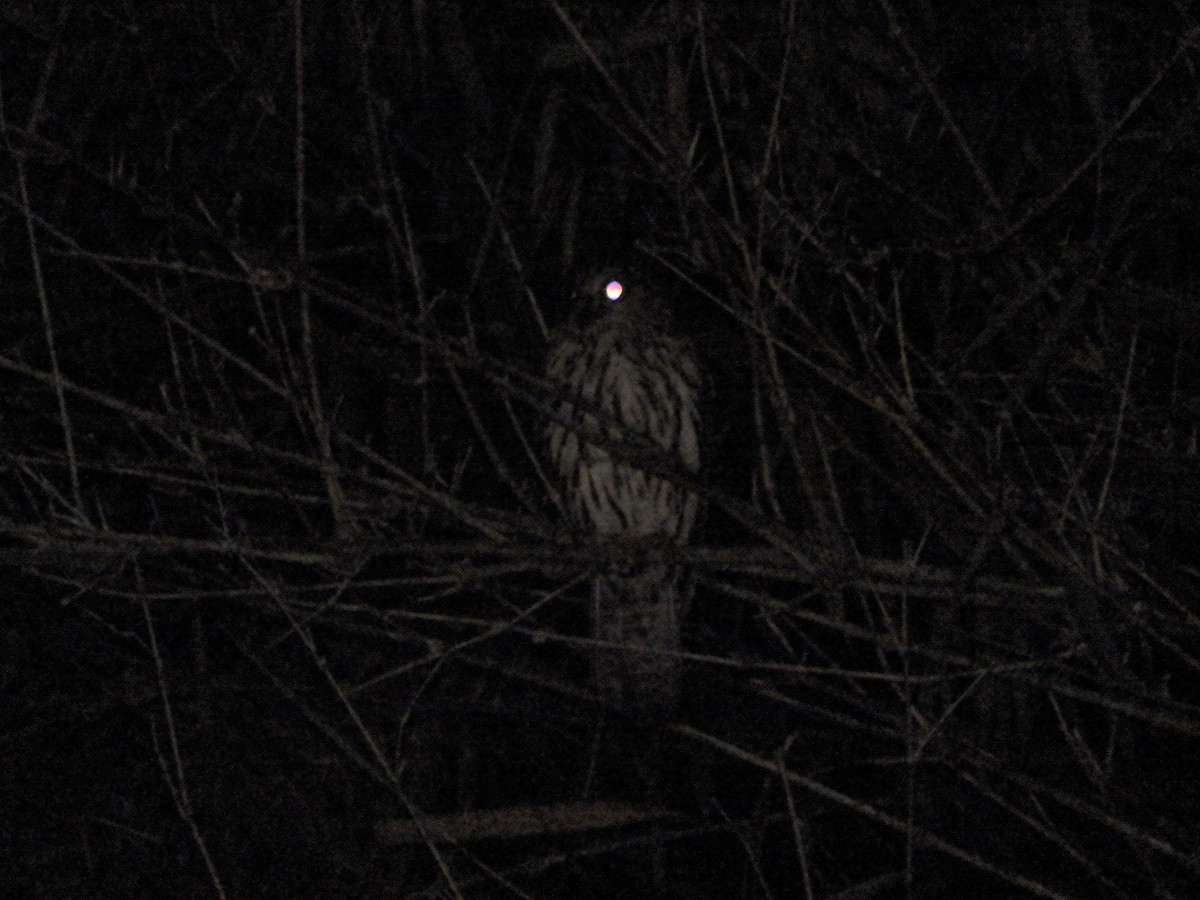 Papuan Owl - ML596500741