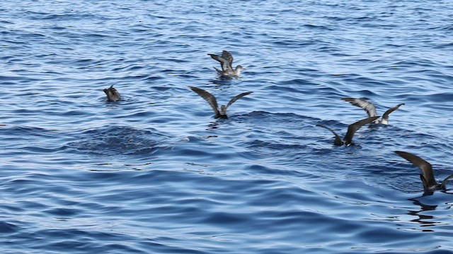 Pink-footed Shearwater - ML596500791