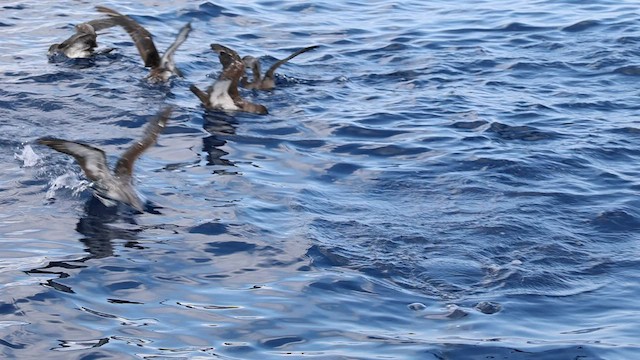 Pink-footed Shearwater - ML596500801