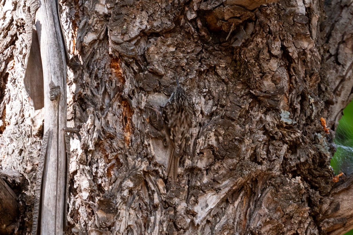 Brown Creeper (albescens/alticola) - ML596501711