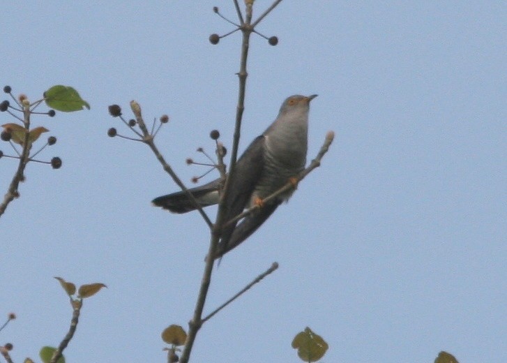 Indian Cuckoo - Brad Bergstrom