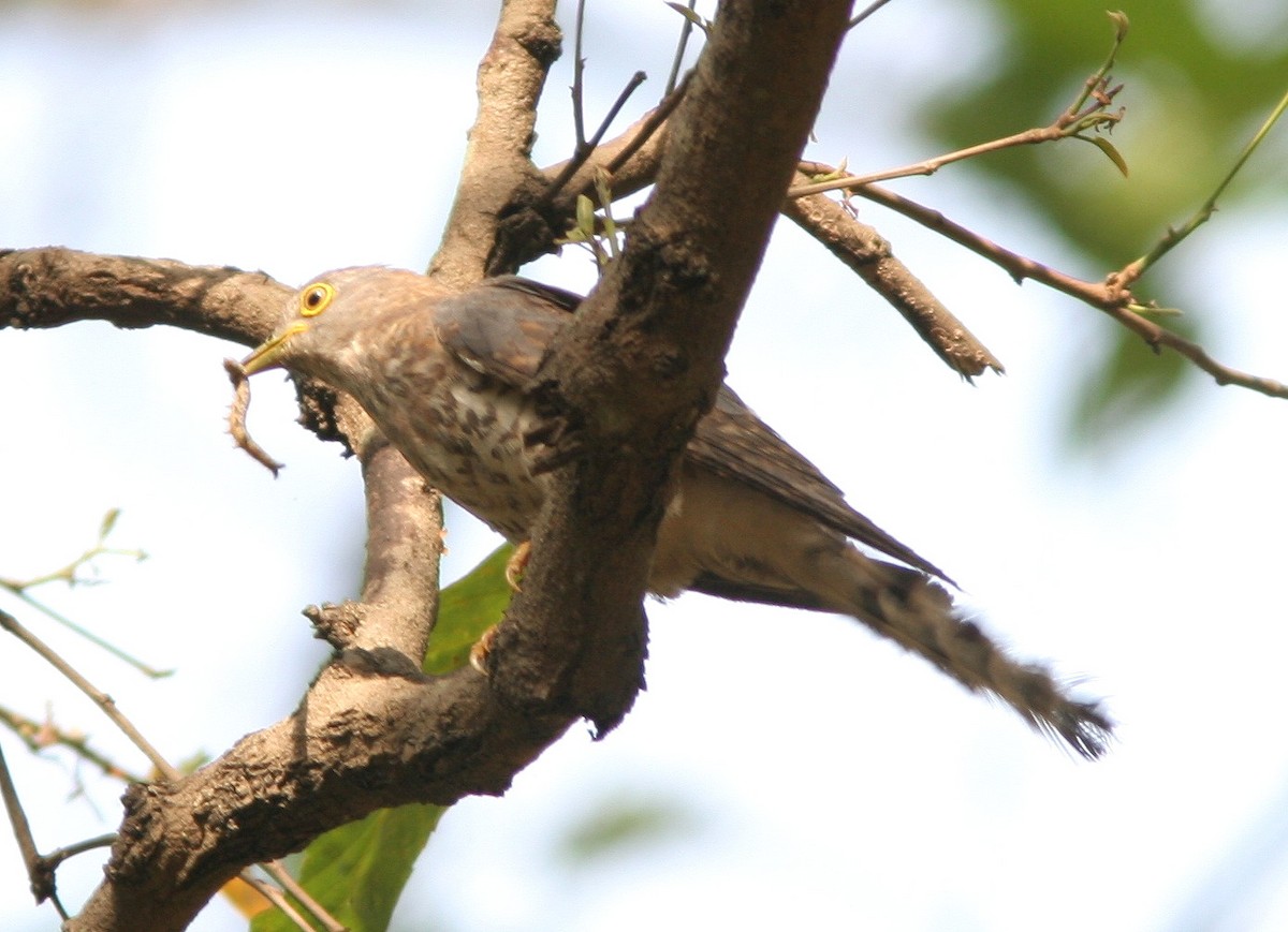 Common Hawk-Cuckoo - Brad Bergstrom