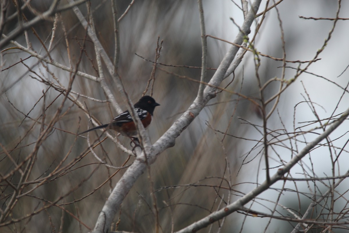 Spotted Towhee - ML596510581