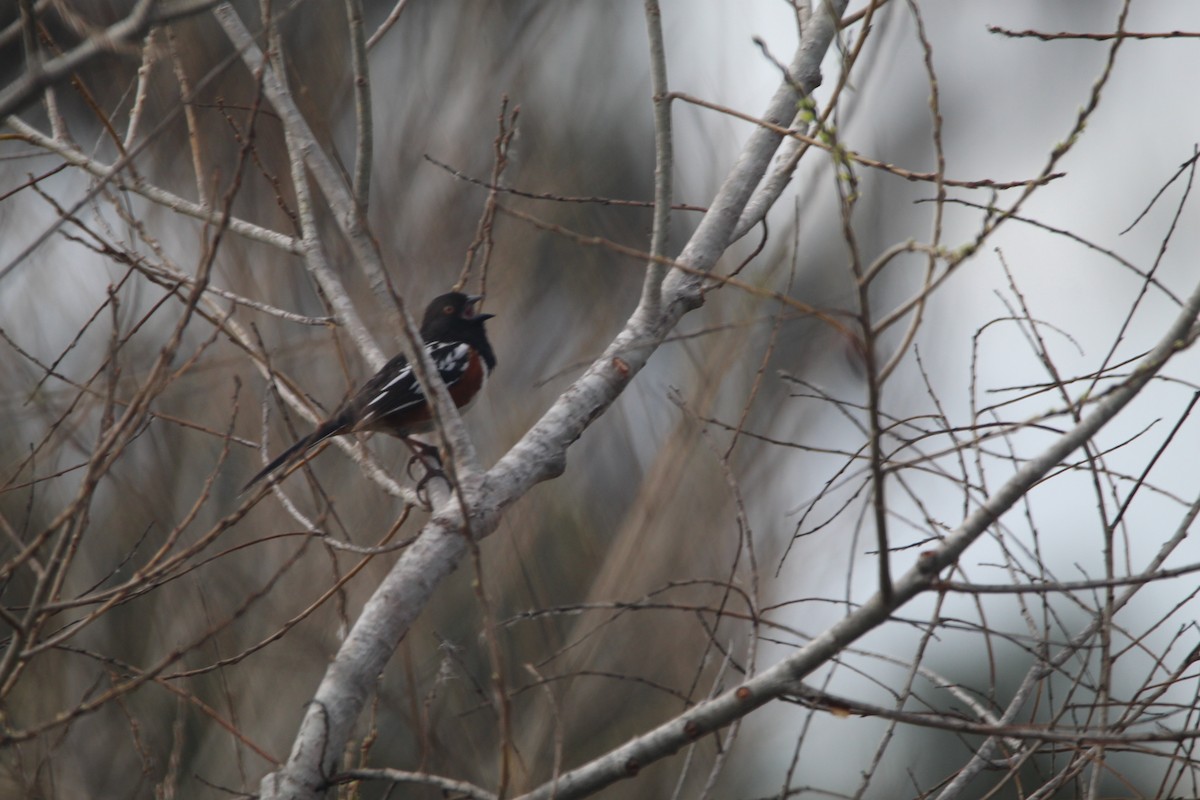 Spotted Towhee - ML596510591