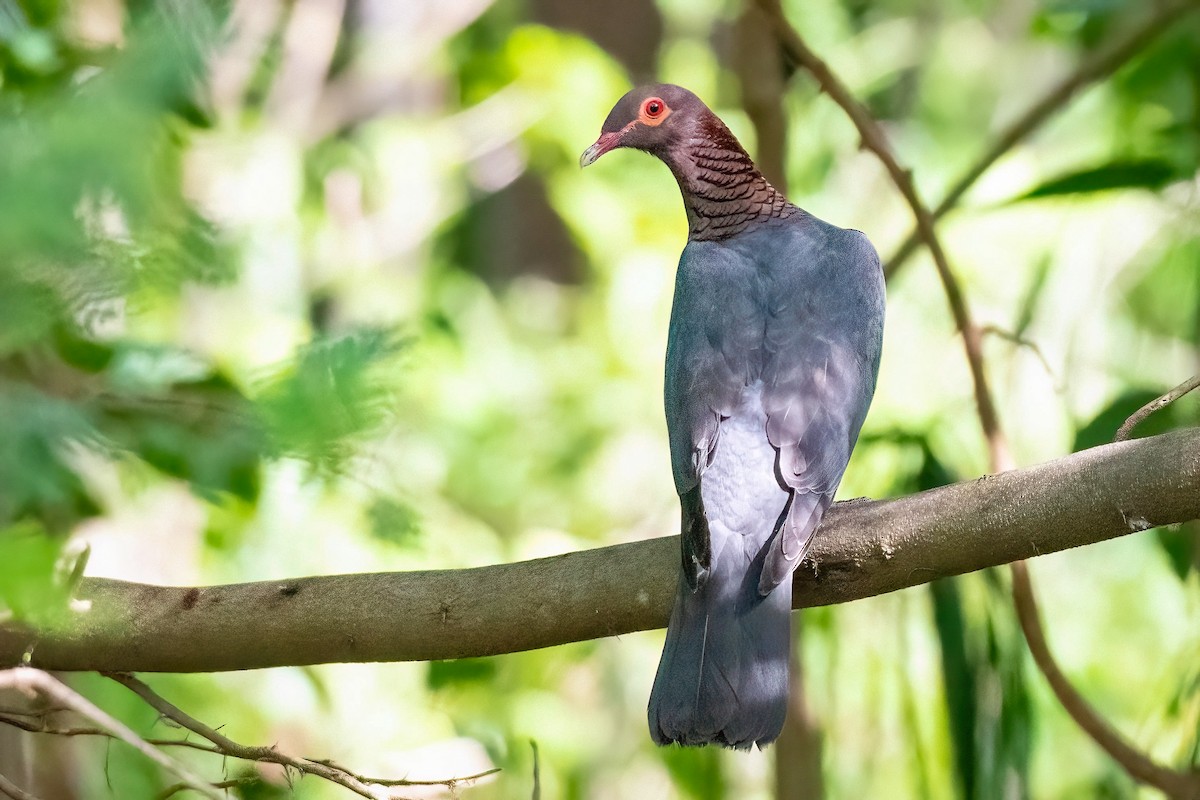 Scaly-naped Pigeon - ML596511631
