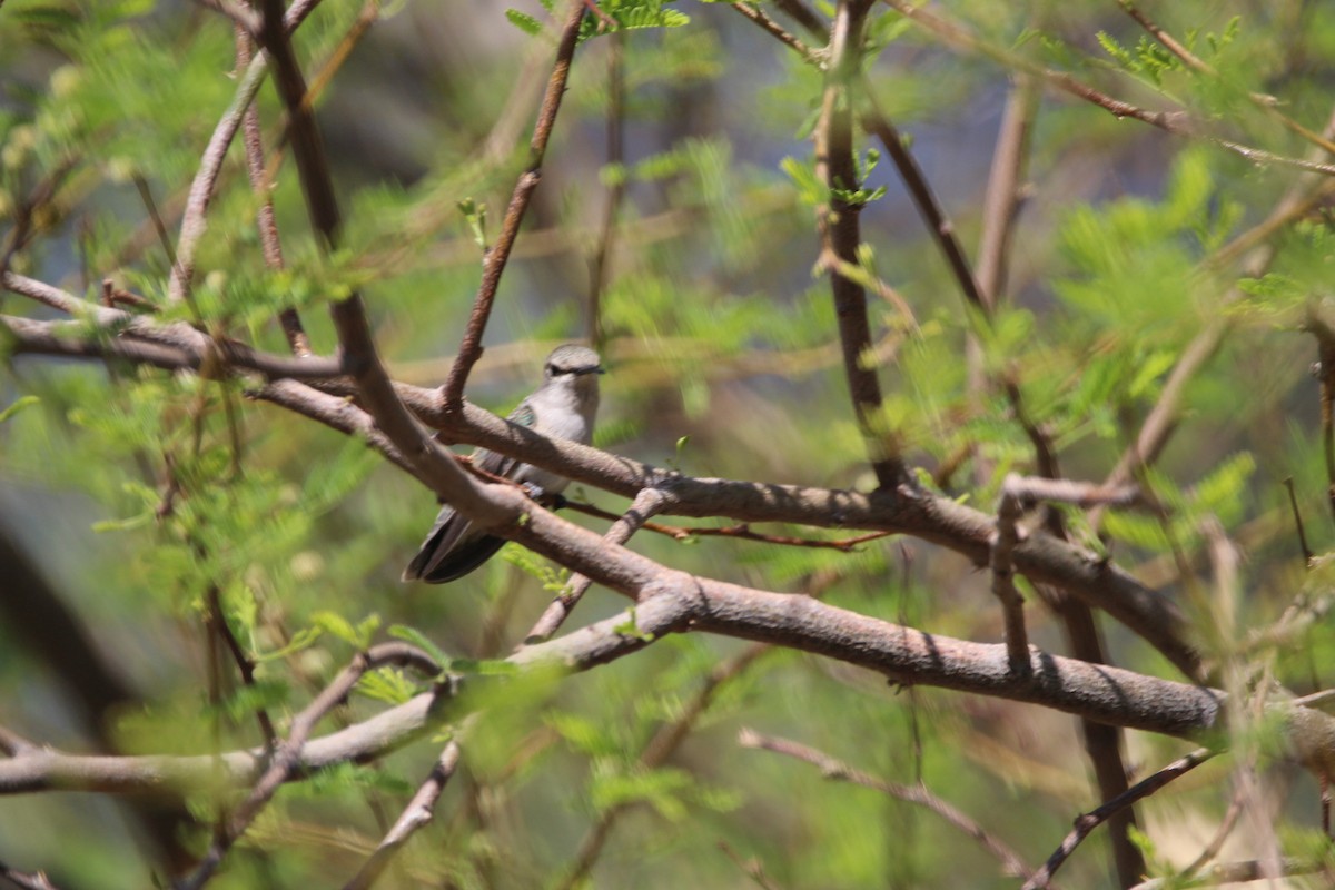 Costa's Hummingbird - ML596514111