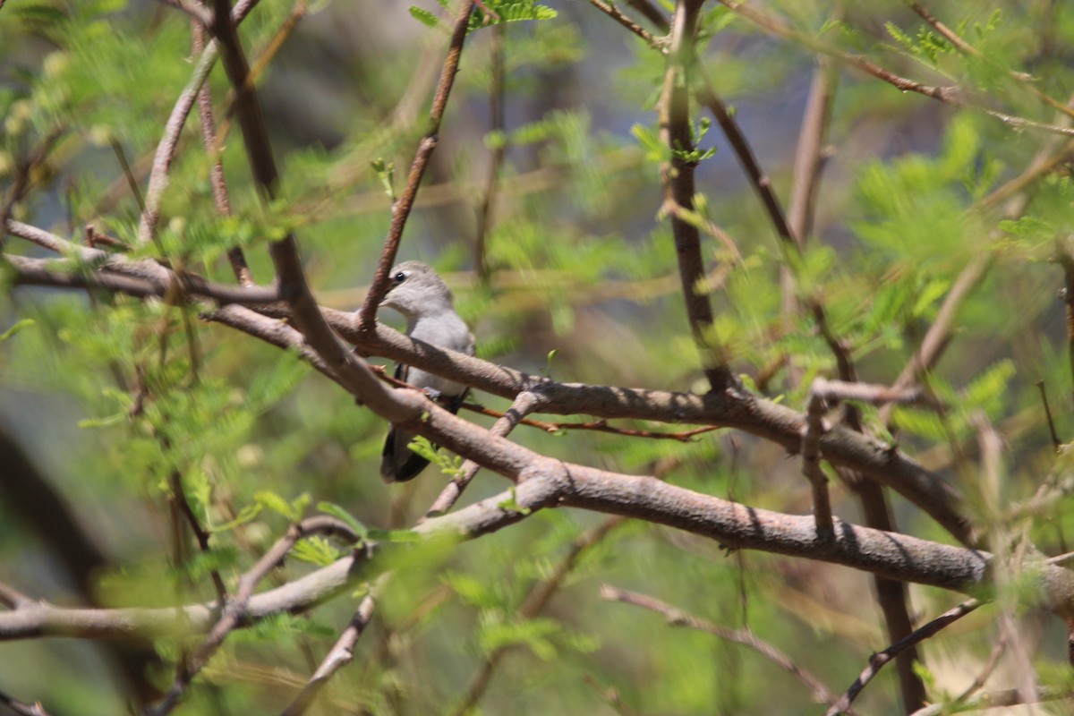 Costa's Hummingbird - ML596514121