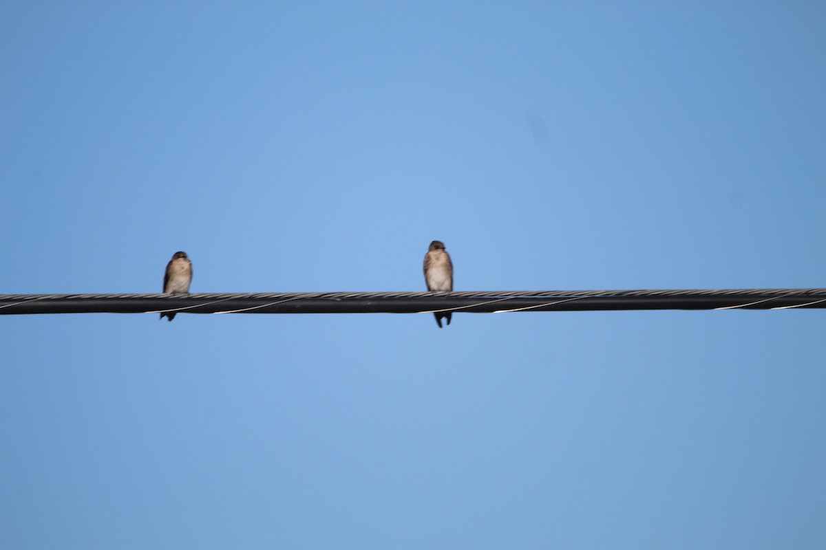 Northern Rough-winged Swallow - ML596514741