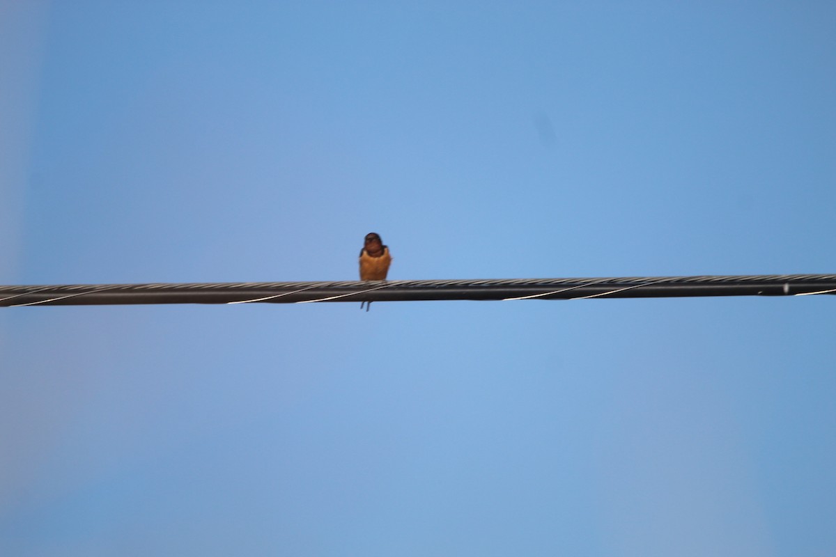 Barn Swallow (American) - ML596514881