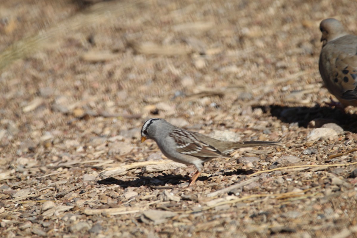 White-crowned Sparrow - ML596515211