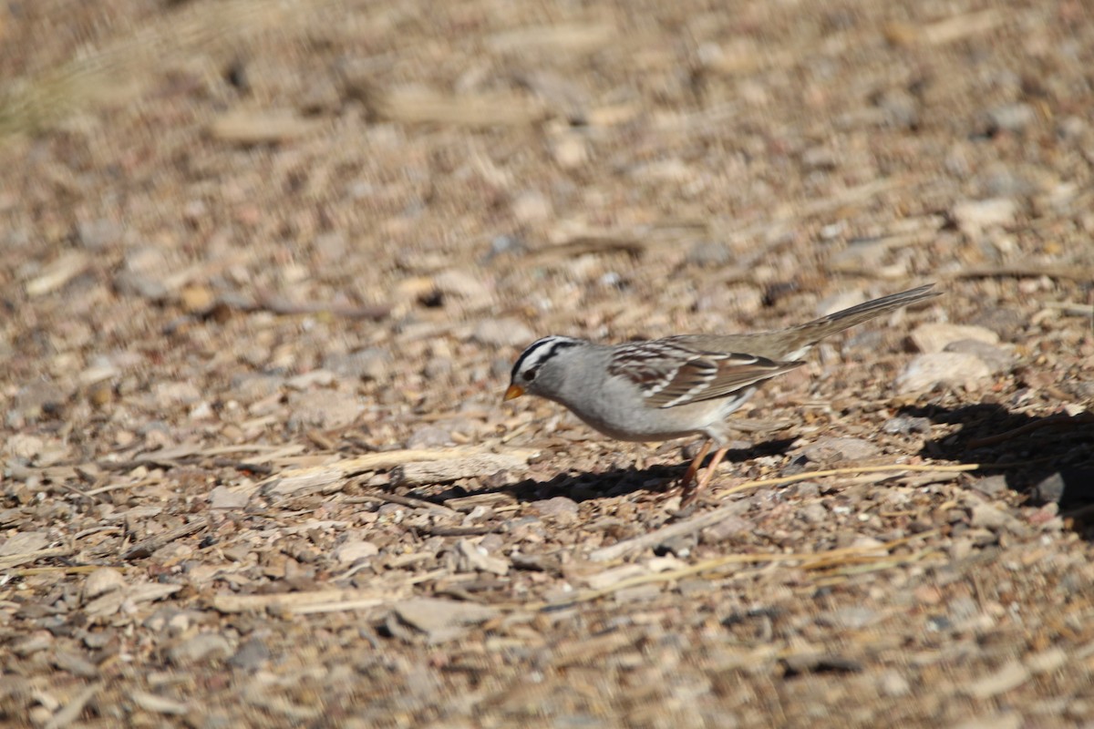 White-crowned Sparrow - ML596515221