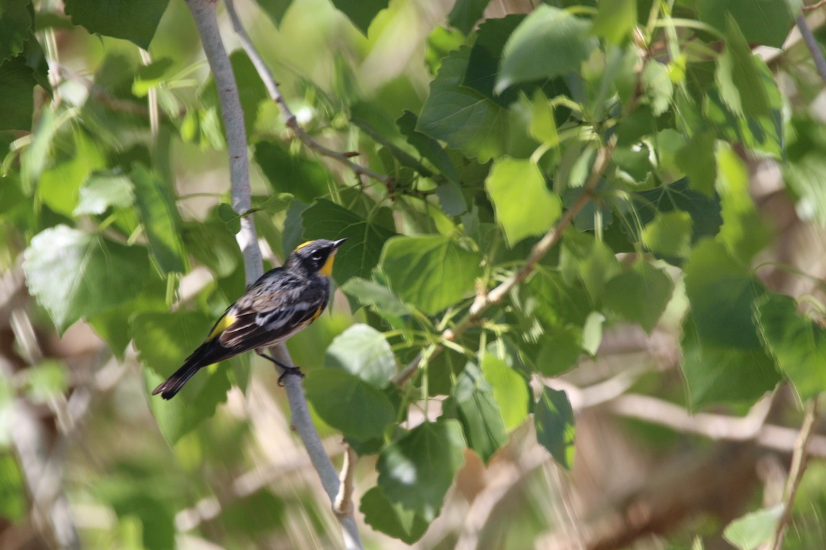 Yellow-rumped Warbler (Audubon's) - ML596515511