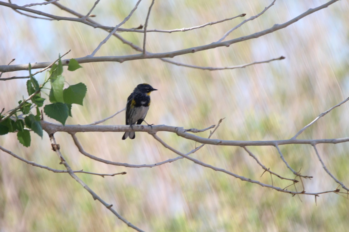 Yellow-rumped Warbler (Audubon's) - ML596515521