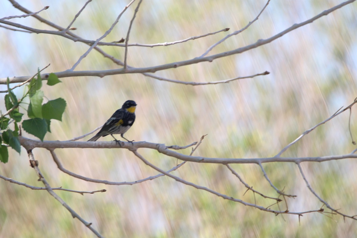 Yellow-rumped Warbler (Audubon's) - ML596515531