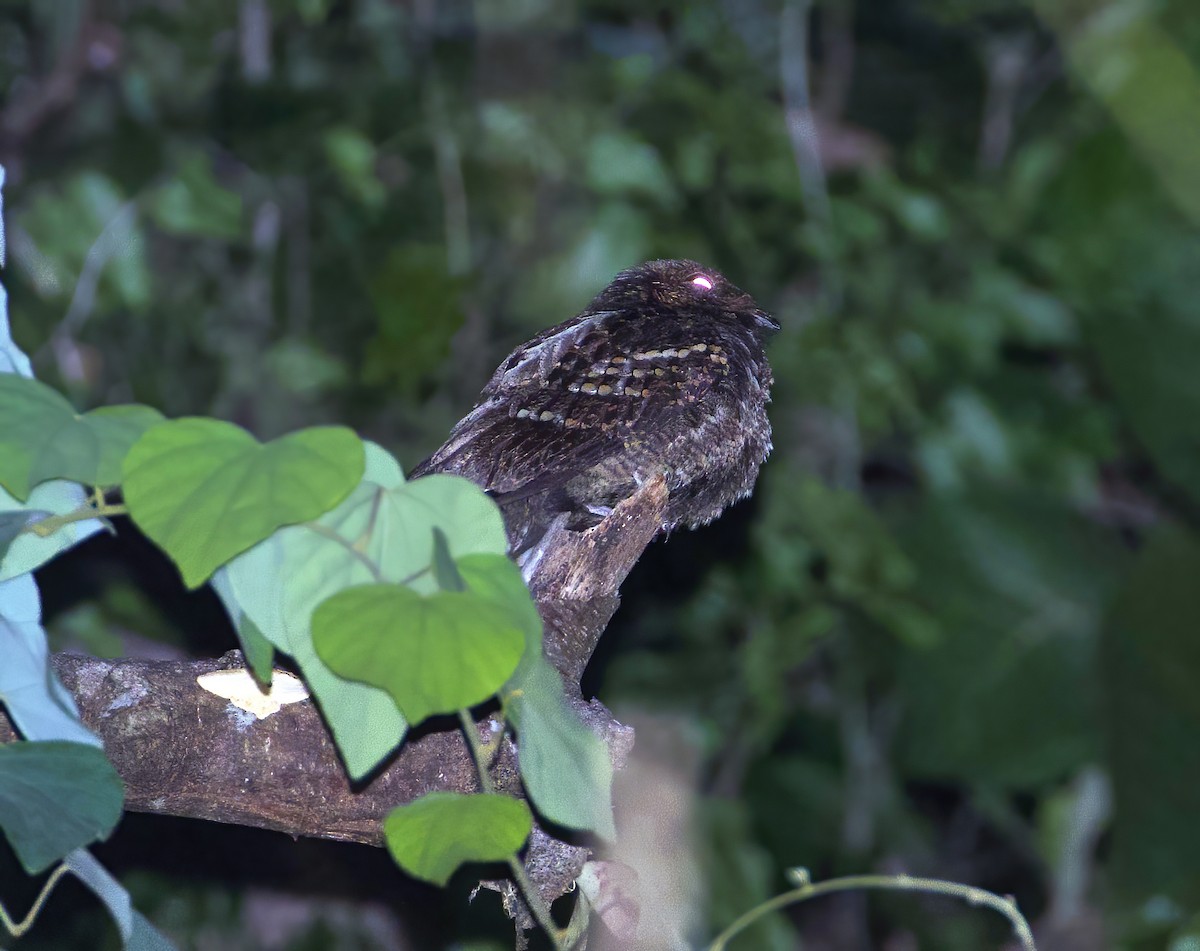 Sulawesi Nightjar - ML596515781
