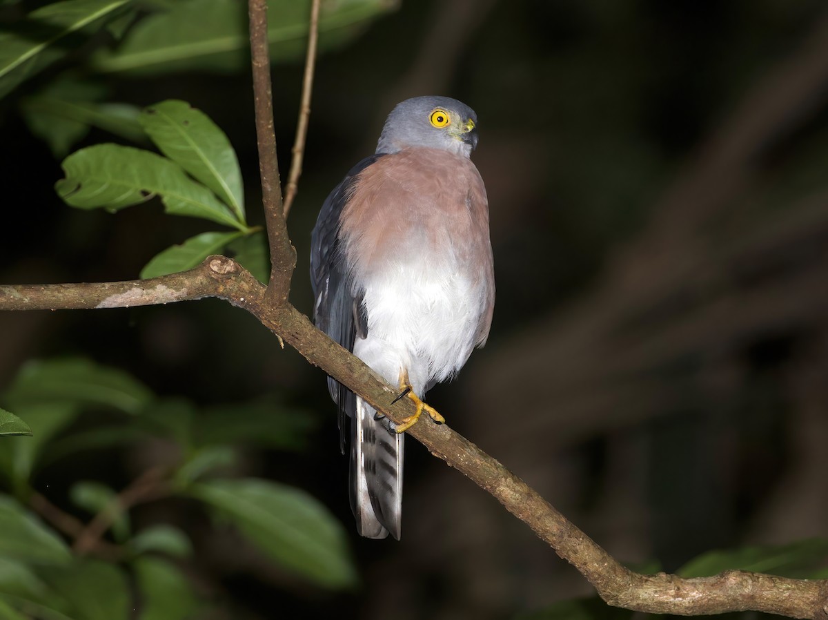 Vinous-breasted Sparrowhawk - Scott Baker