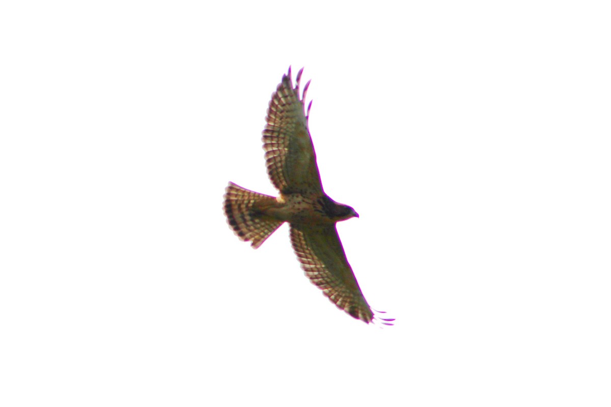 Broad-winged Hawk - ML596518181