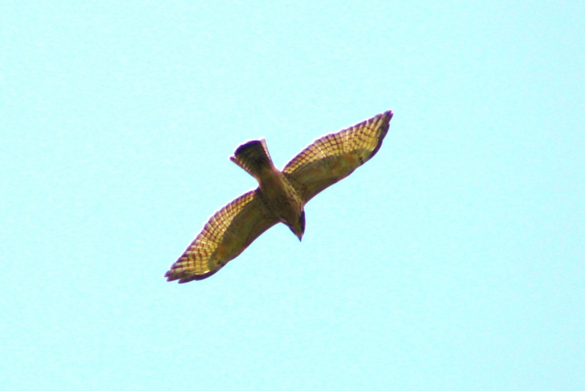 Broad-winged Hawk - ML596518191