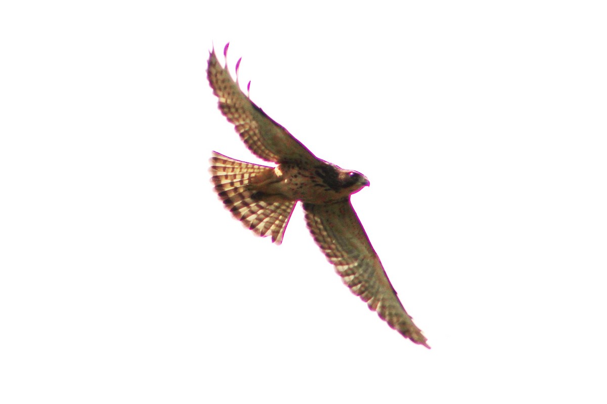 Broad-winged Hawk - ML596518201