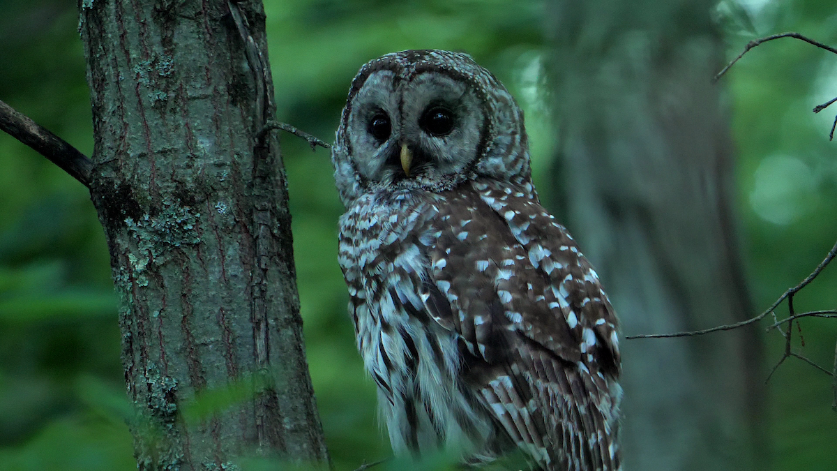 Barred Owl - ML596521931