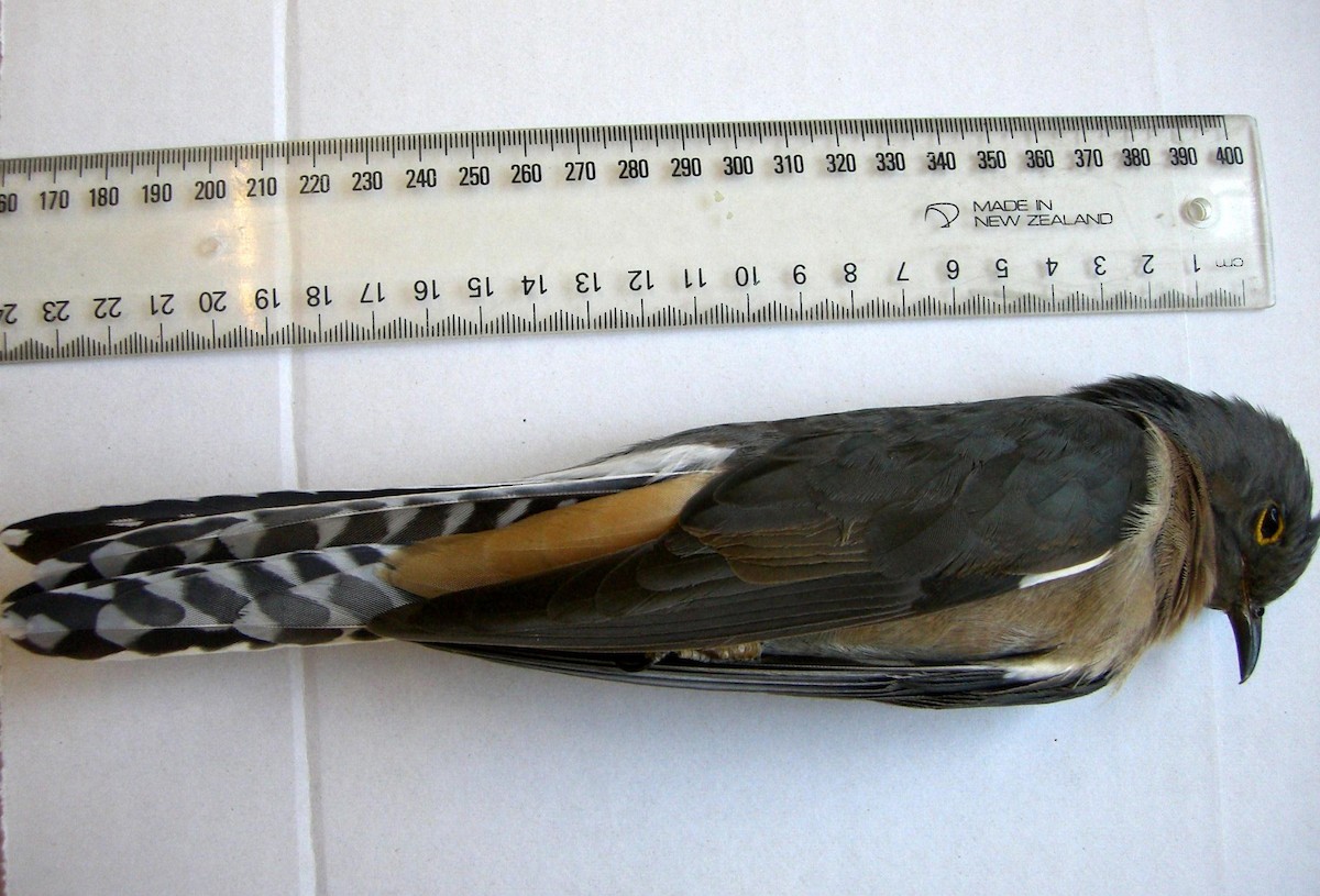 Fan-tailed Cuckoo - ML59652401