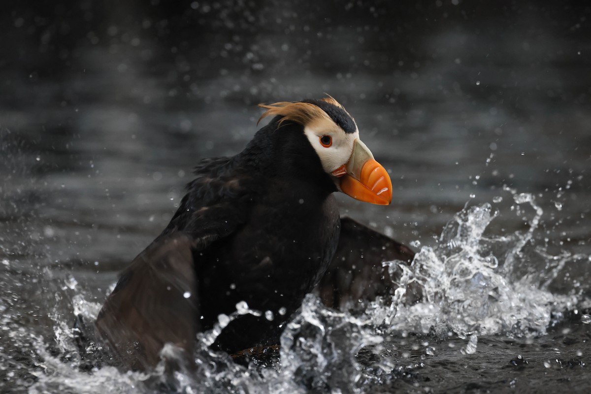 Tufted Puffin - ML596526541