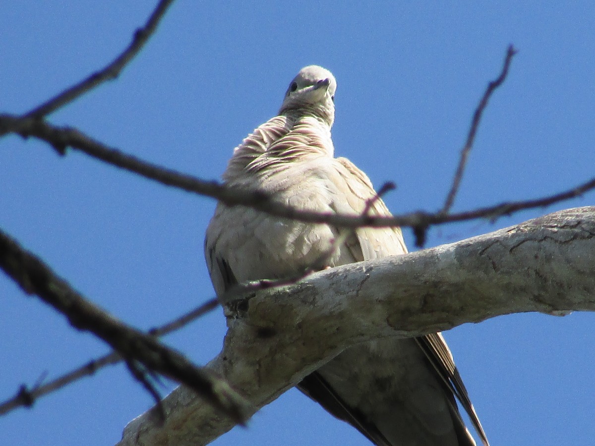 Eurasian Collared-Dove - ML596526711