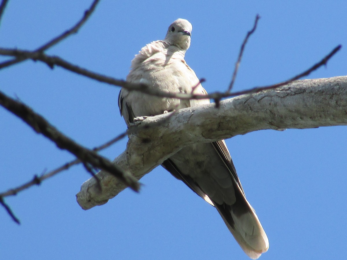 Eurasian Collared-Dove - ML596526721