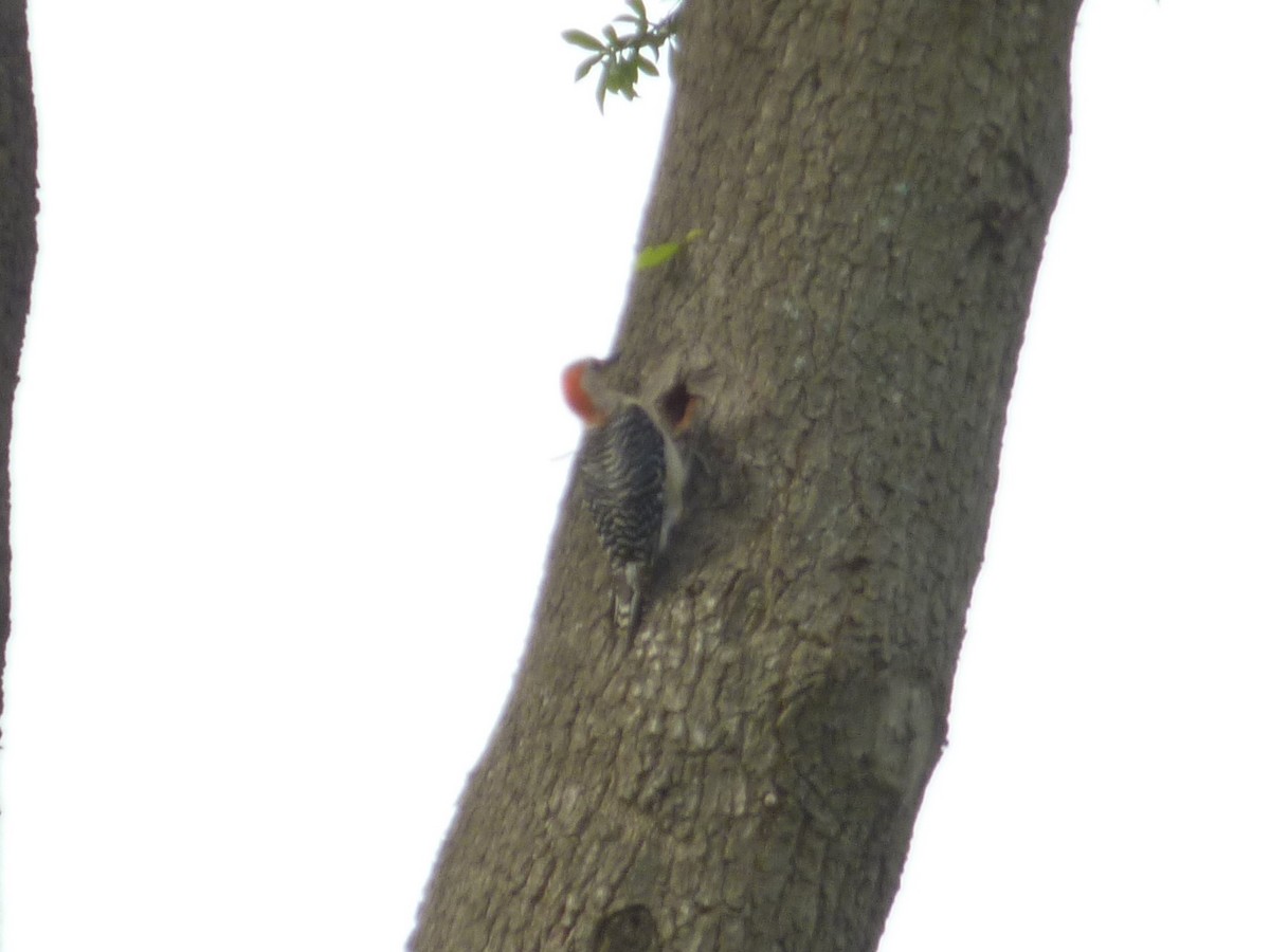 Red-bellied Woodpecker - Christie Becu