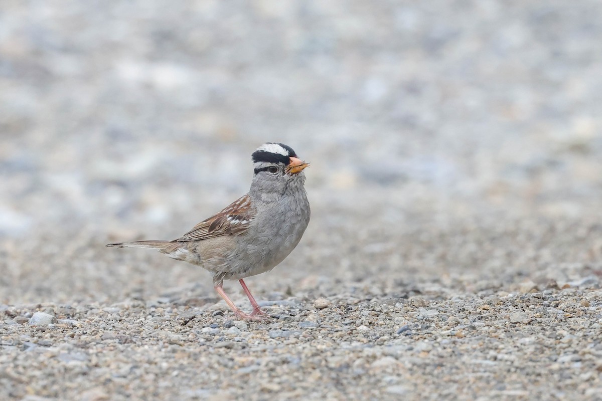 White-crowned Sparrow - ML596531921