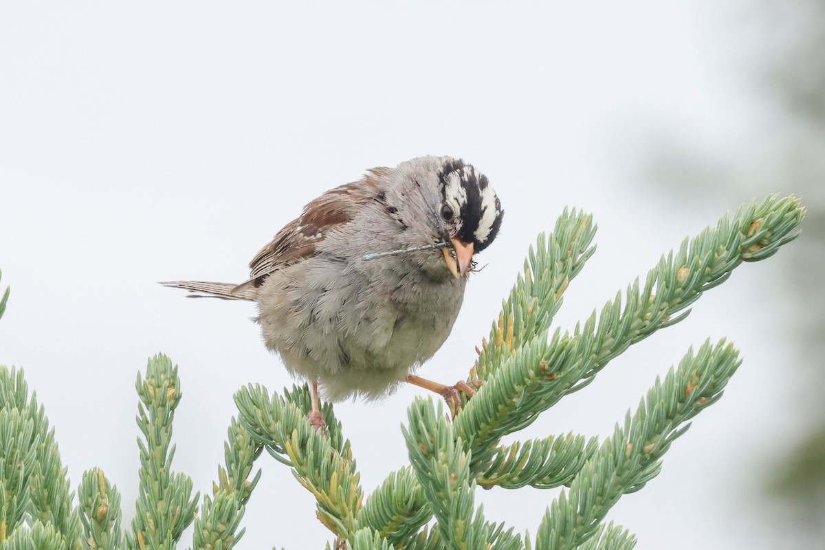 White-crowned Sparrow - ML596532021