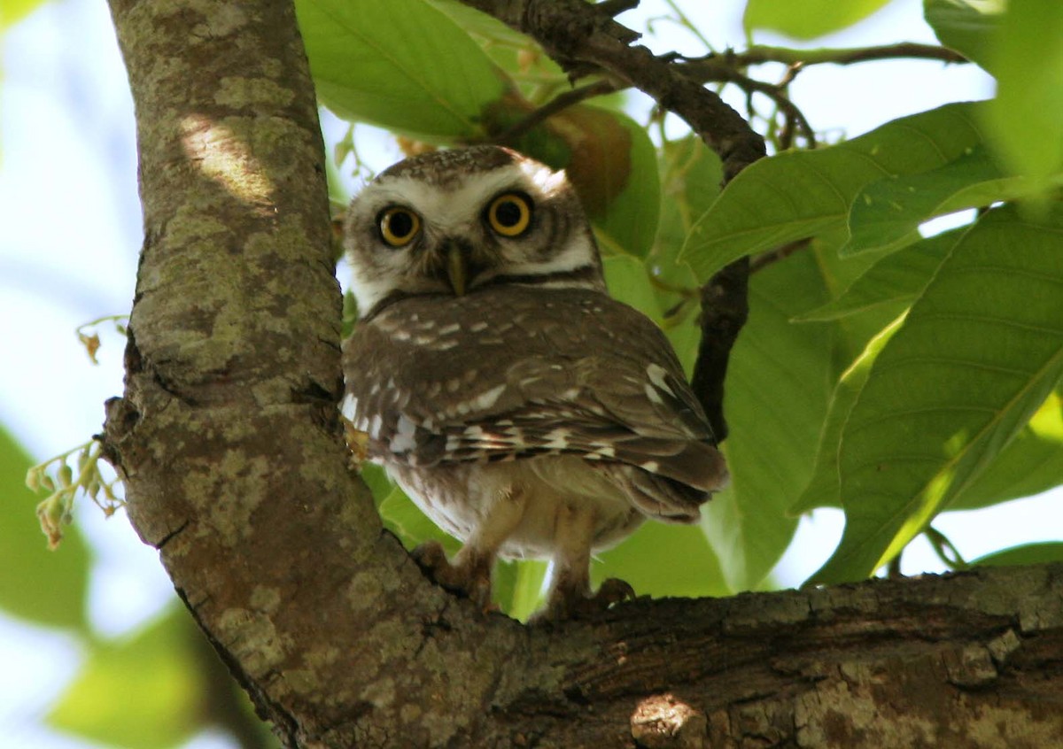 Spotted Owlet - Brad Bergstrom