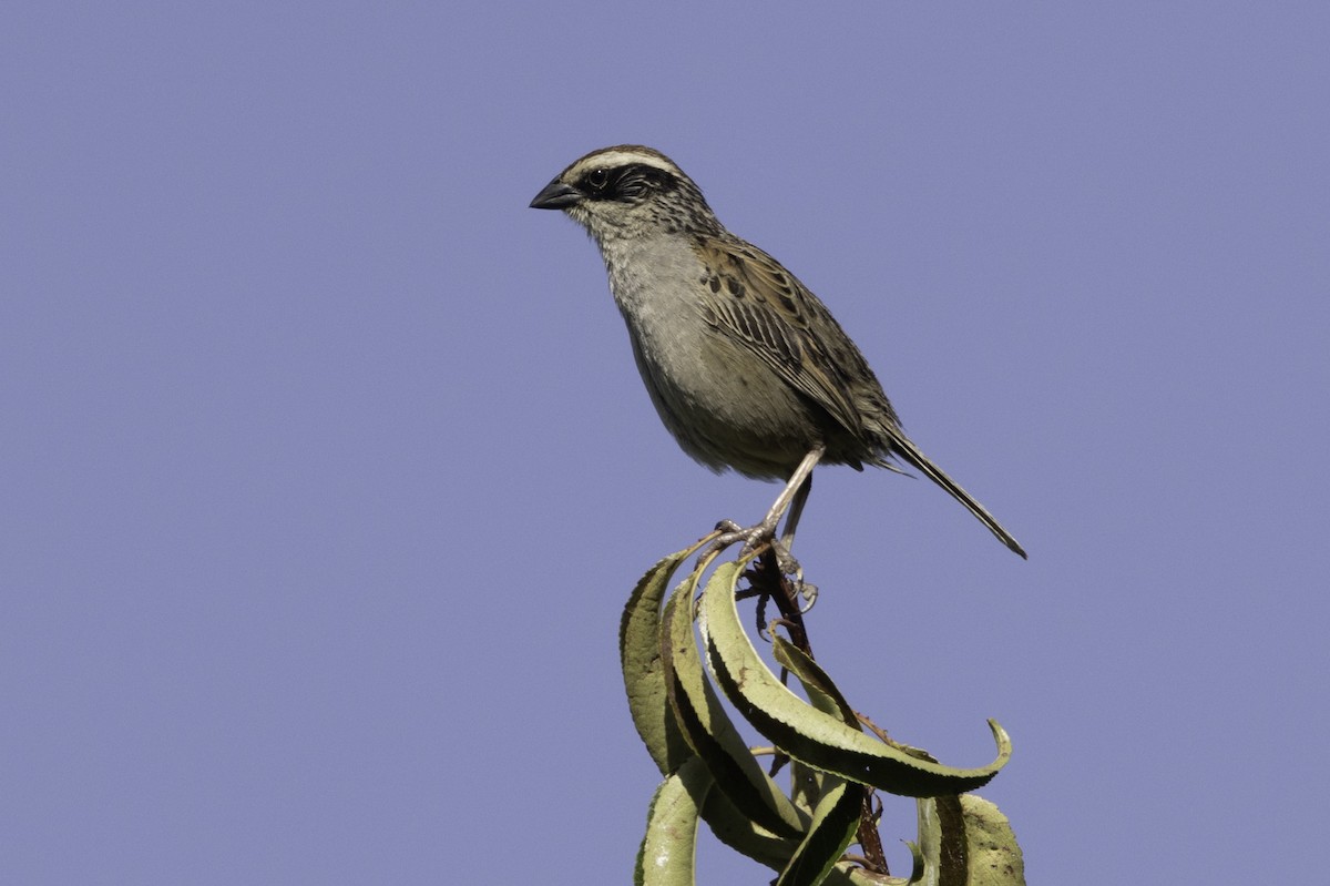 Striped Sparrow - ML596536001