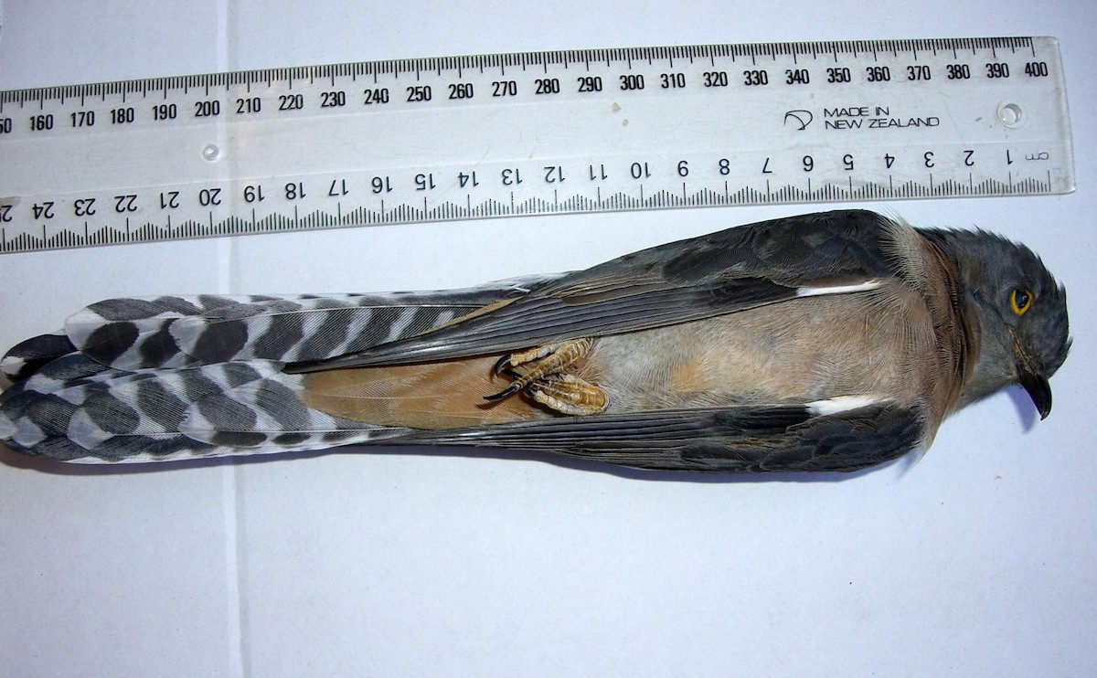 Fan-tailed Cuckoo - B C