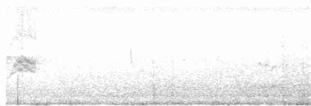 Weißbauch-Phoebetyrann - ML59653841