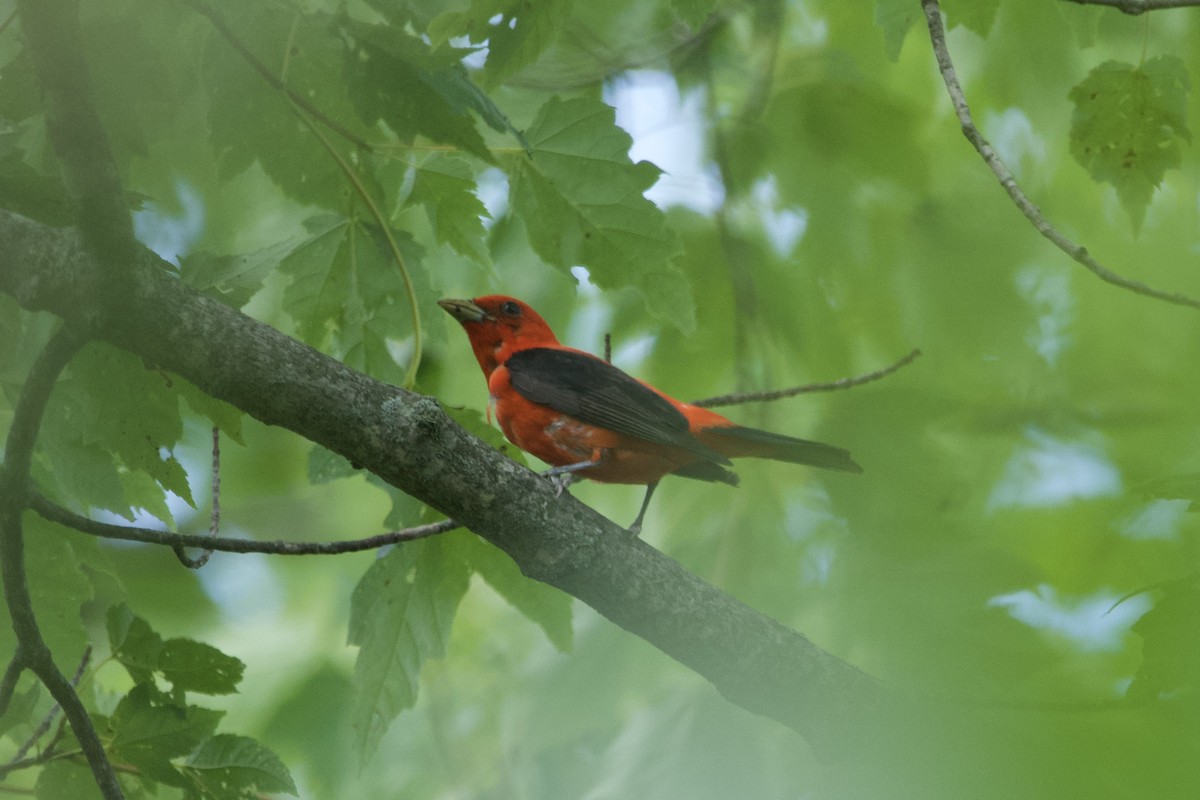 Scarlet Tanager - ML596539701