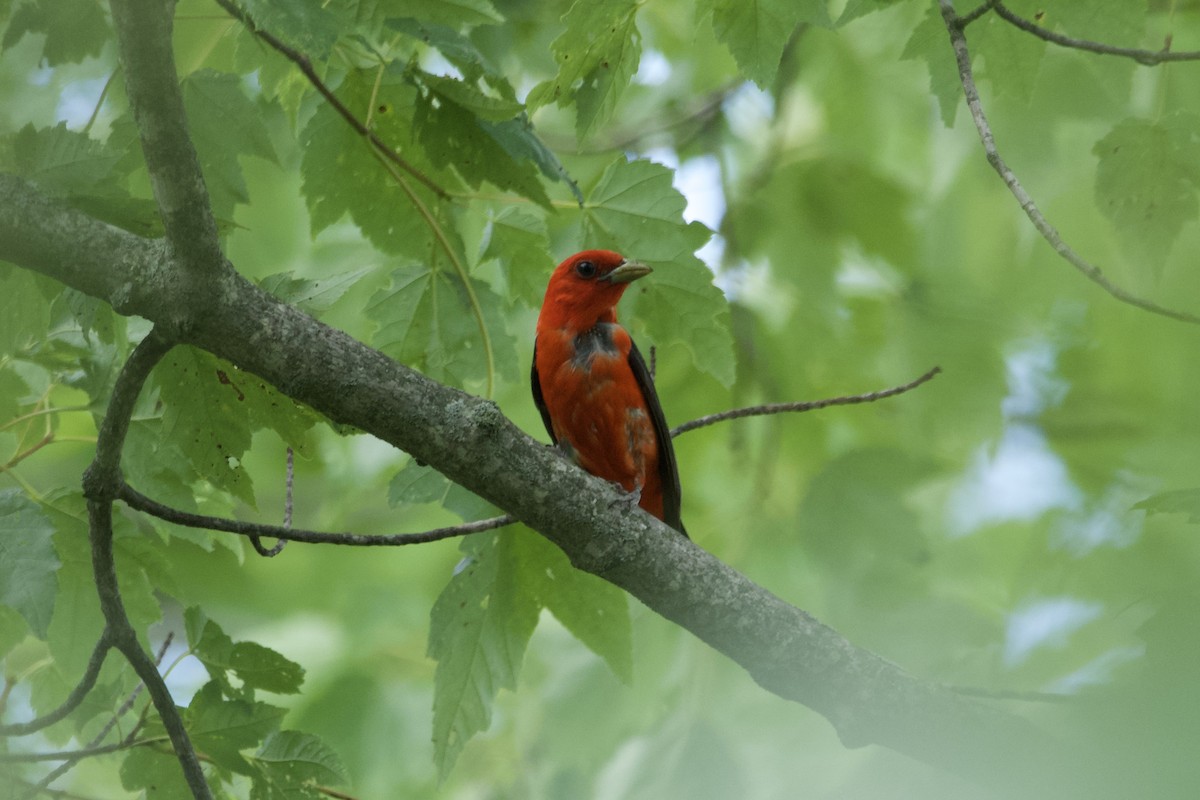 Scarlet Tanager - ML596539711
