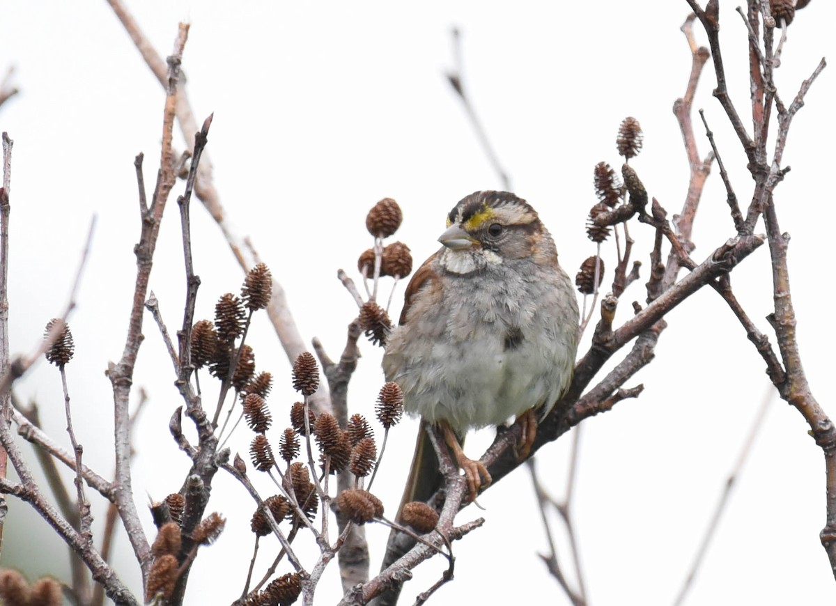 White-throated Sparrow - ML596540311