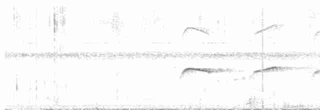 Atlantik Karınca Tiranı - ML596543261