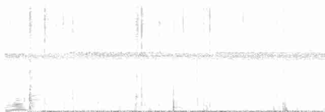 Atlantik Karınca Tiranı - ML596543571