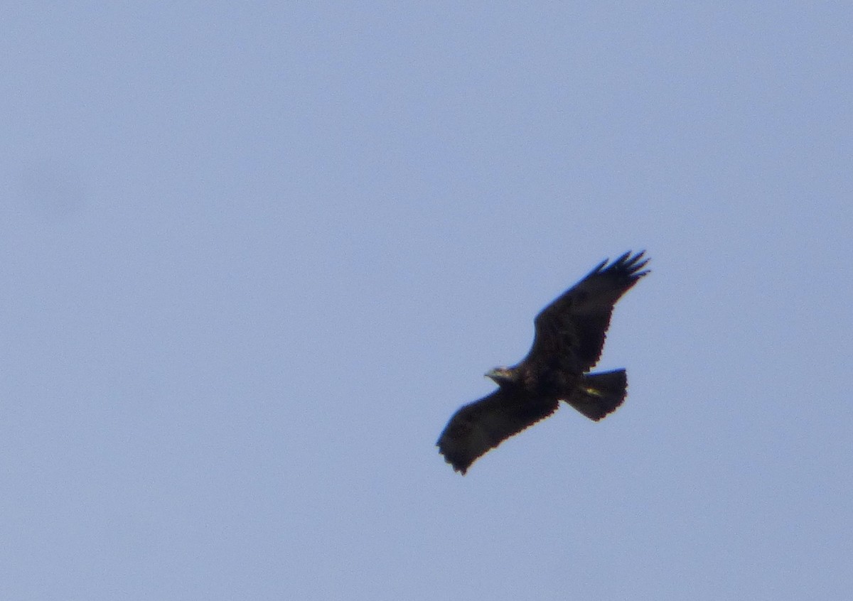 Black-chested Buzzard-Eagle - ML596547471